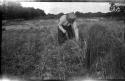 wheatharvestdama.jpg